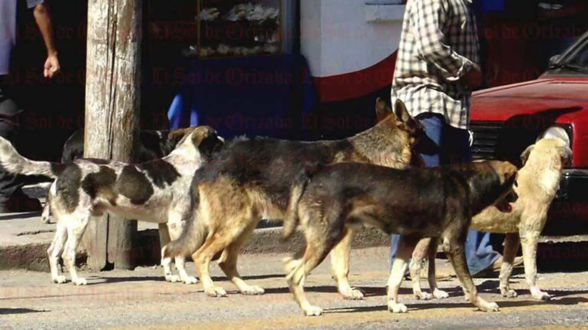 Perros abandonados